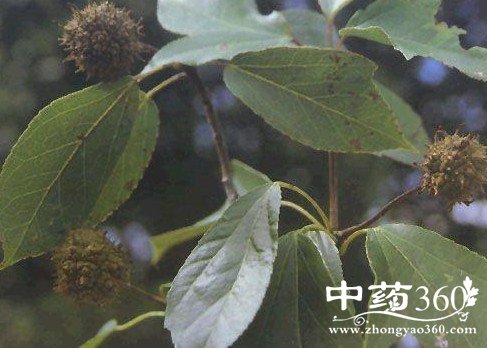 半枫荷的药用价值与功效