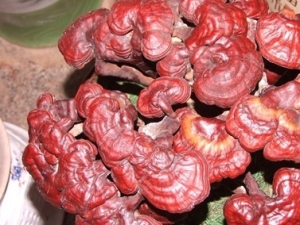 ����Ů����˥��3����