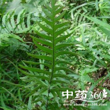 半边旗的药用价值与功效