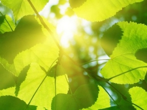 ҩ�ﻹ������ⷸ��