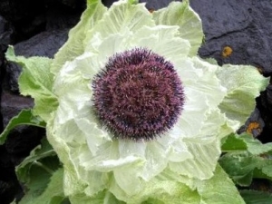 ��ҩ���ֶ�