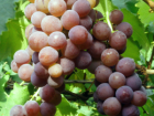 葡萄的营养价值与作用