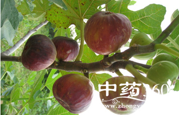 无花果的营养价值与功效