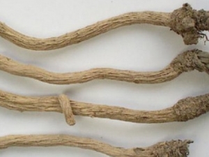 �ܿ�������������ʹ����ҩ