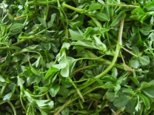 ���ಡҩ���в�ҩ����