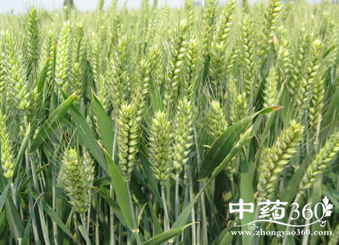 小麦的营养价值与作用功效