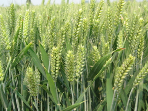 С���Ӫ����ֵ�����ù�Ч