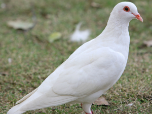 ���ӵ�Ӫ����ֵ�빦Ч