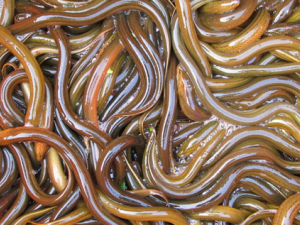 ������Ӫ����ֵ������