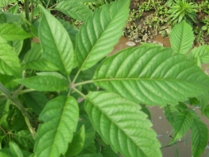 �ƾ�Ҷ���ù�Ч