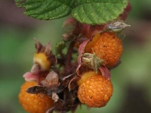 ���ݹ��Ĺ�Ч����