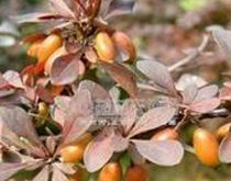 �ƴ�Ƥ�Ĺ�Ч����