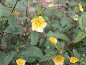 �ƻ����Ĺ�Ч����