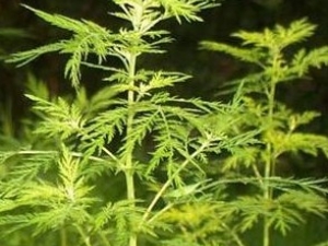 �ƻ���Ĺ�Ч����