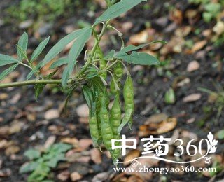 黄花木的功效作用