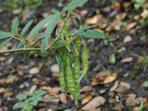 �ƻ�ľ�Ĺ�Ч����