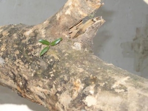 �����ӵĹ�Ч����