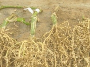 �ƹϸ��Ĺ�Ч����