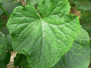 �ƹ�Ҷ�Ĺ�Ч����