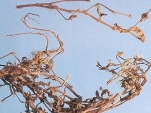 ����Ĺ�Ч������