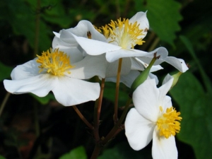 ��ˮ��Ĺ�Ч����