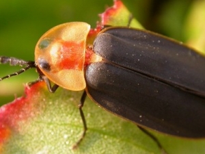 ө��Ĺ�Ч����