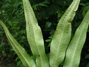 ����Τ�Ĺ�Ч����