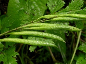 �����ߵĹ�Ч����