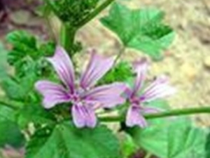 ���ѻ��Ĺ�Ч����