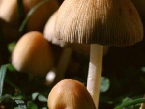 Ģ����Ӫ����ֵ�빦Ч