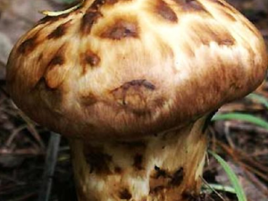 ���׵�Ӫ����ֵ�빦Ч