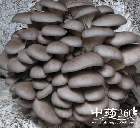 平菇的营养价值与功效