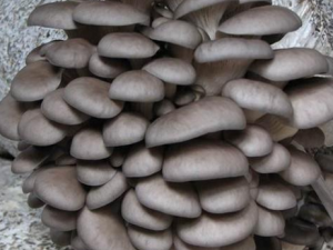 ƽ����Ӫ����ֵ�빦Ч