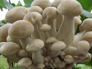 ��Ģ��Ӫ����ֵ�빦Ч