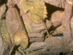 ���ٵĹ�Ч����