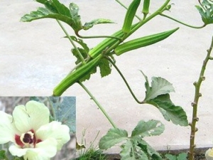 �ƿ��Ĺ�Ч����