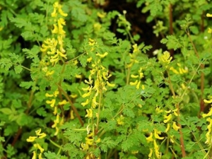 �����Ĺ�Ч����