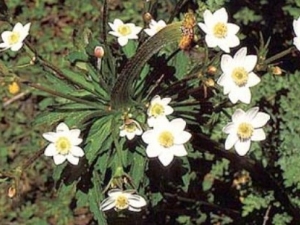 ����÷�Ĺ�Ч����