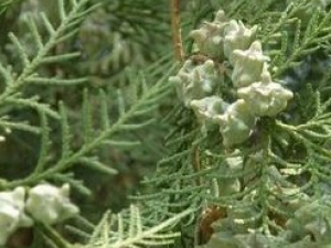 ���Ҷ�Ĺ�Ч����