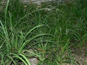 ���ѵĹ�Ч����