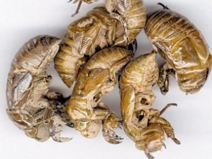 ���ɵĹ�Ч����