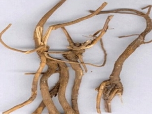 ��Ҷ����Ĺ�Ч����