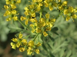 ���ݵĹ�Ч����