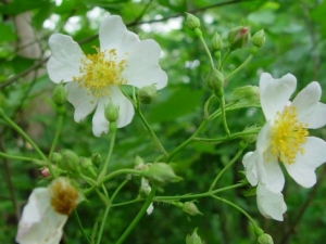 Ӫʵ�Ĺ�Ч����