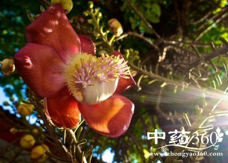 菩提树花的功效作用