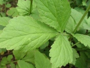 ����ͩҶ�Ĺ�Ч����