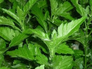 �ջ�Ҷ�Ĺ�Ч����