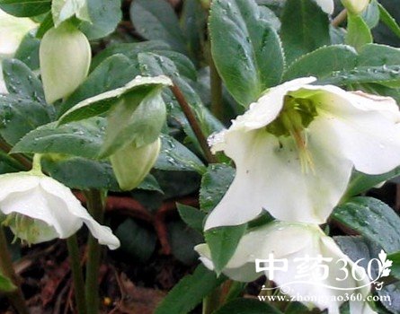 菟葵的功效作用