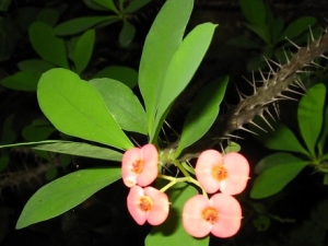 ����Ĺ�Ч����