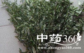 穿心莲的功效作用